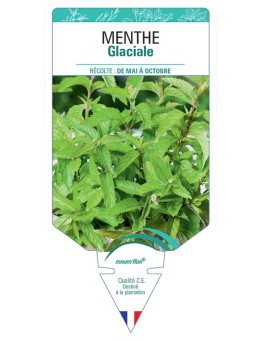 MENTHE GLACIALE