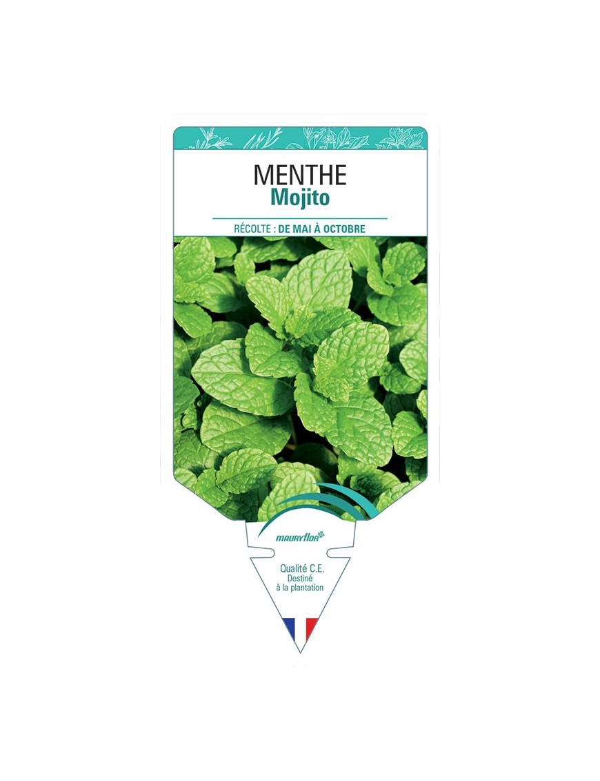 MENTHE MOJITO