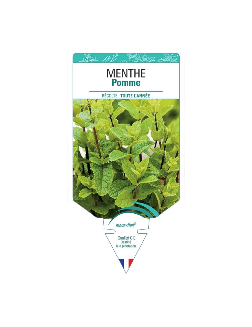 MENTHE POMME