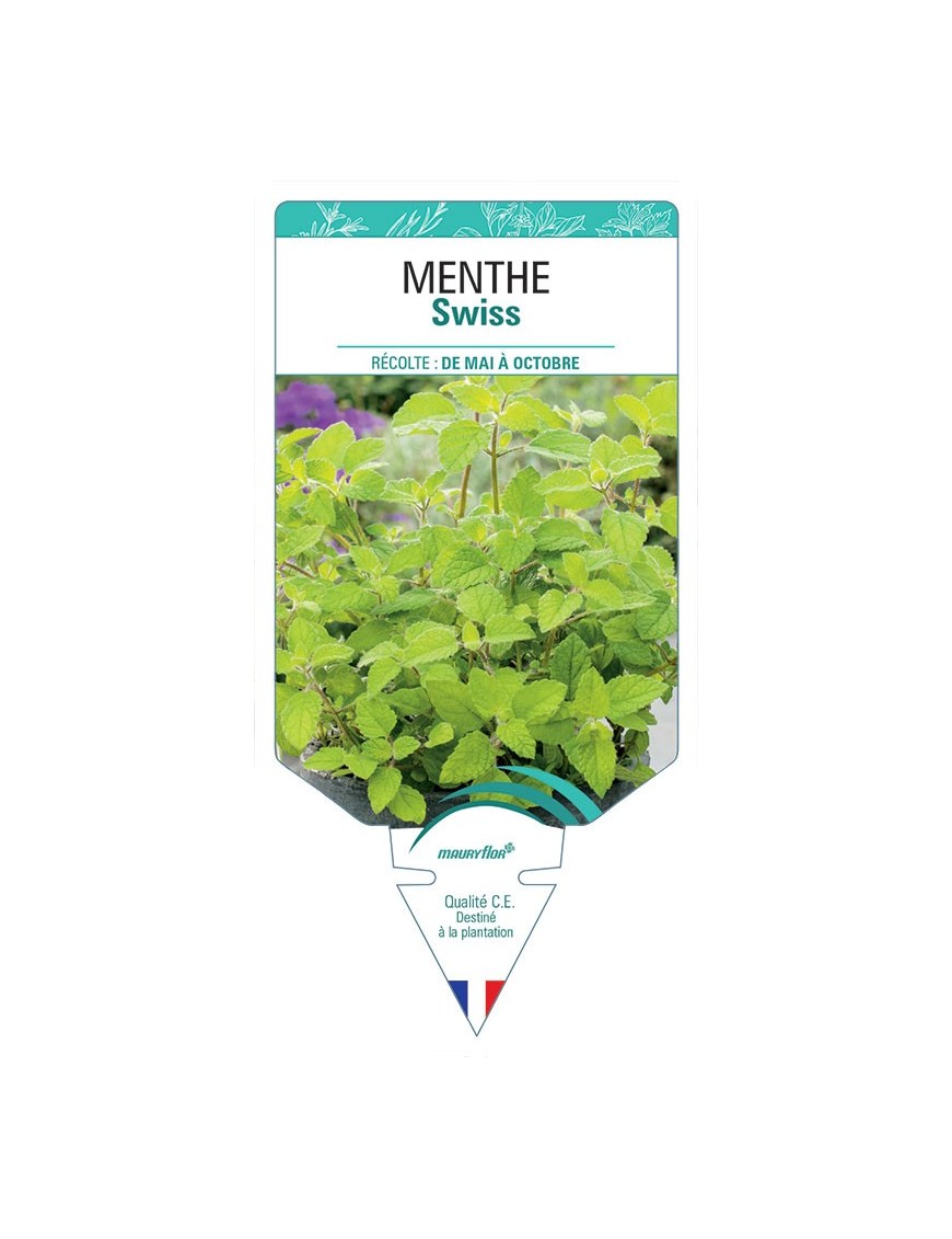 MENTHE SWISS