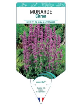 MONARDE CITRON