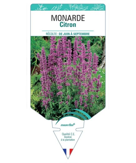 MONARDE CITRON