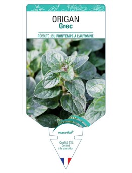 ORIGAN GREC
