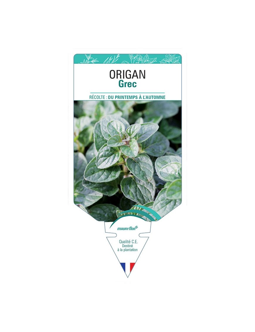 ORIGAN GREC
