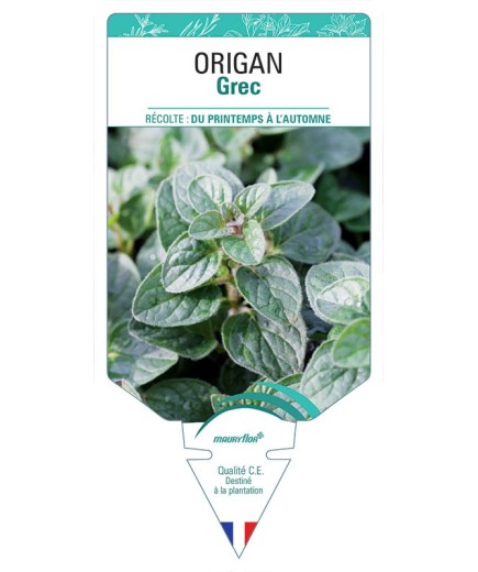ORIGAN GREC