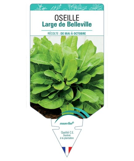 OSEILLE LARGE DE BELLEVILLE