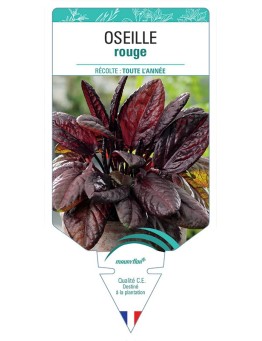 OSEILLE ROUGE