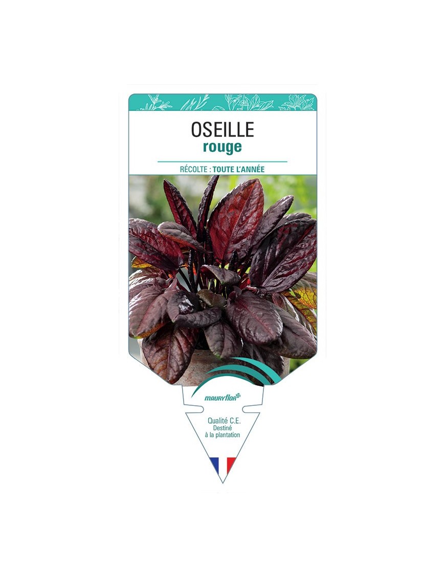 OSEILLE ROUGE
