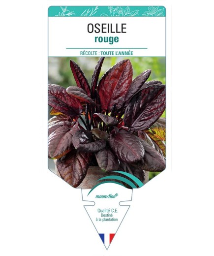 OSEILLE ROUGE