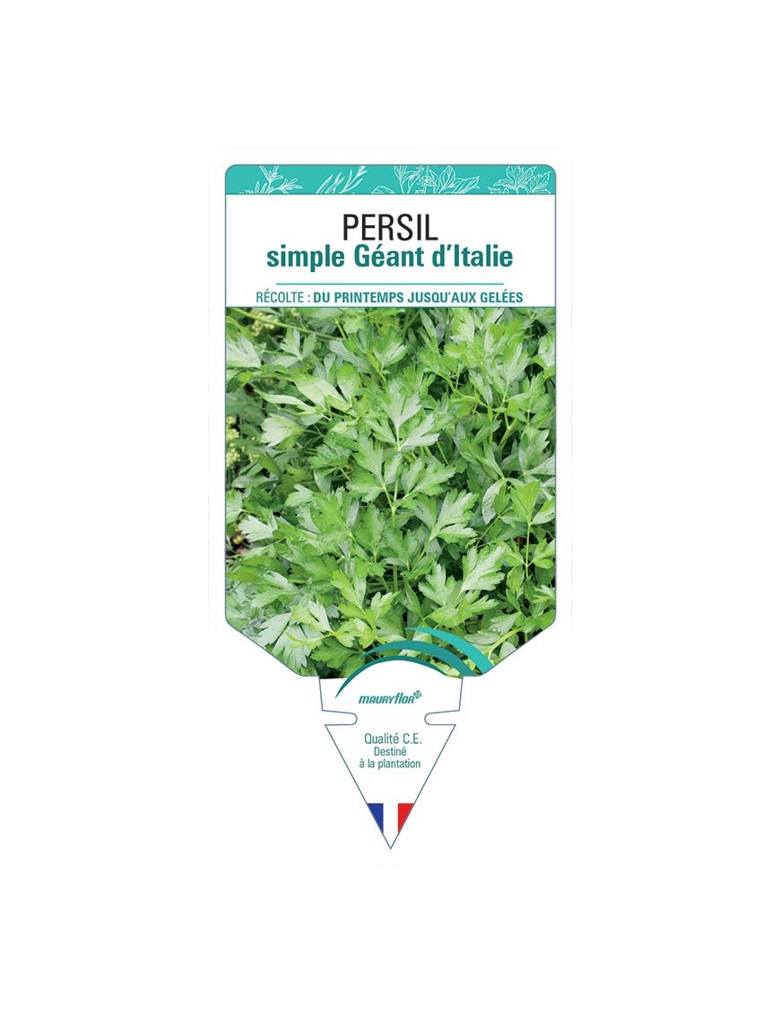 PERSIL SIMPLE GÉANT D'ITALIE