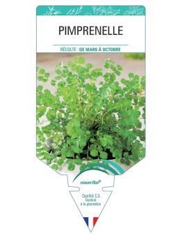 PIMPRENELLE