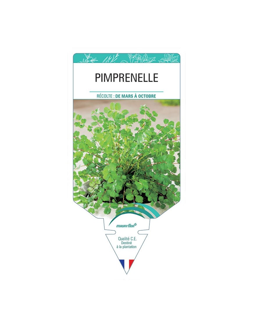 PIMPRENELLE