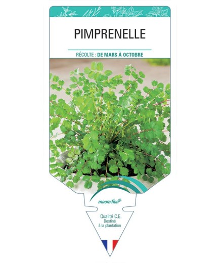PIMPRENELLE