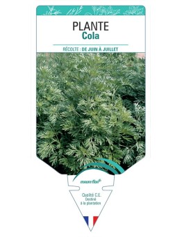 PLANTE COLA