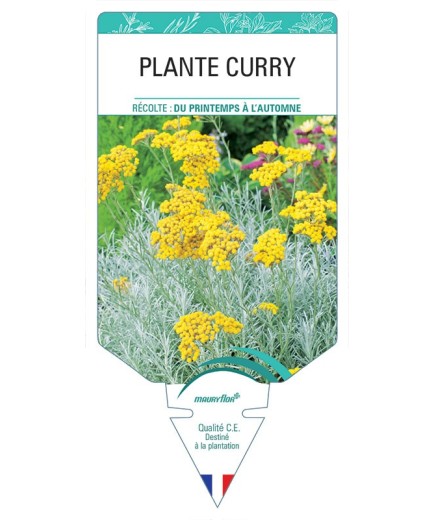 PLANTE CURRY