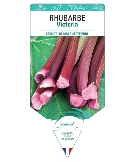 RHUBARBE VICTORIA
