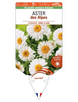 ASTER DES ALPES (blanc) *