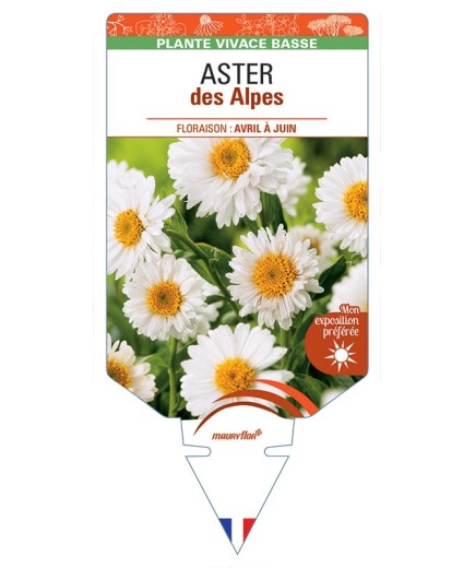 ASTER DES ALPES (blanc) *