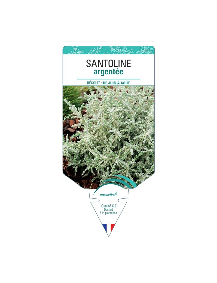 SANTOLINE ARGENTÉE