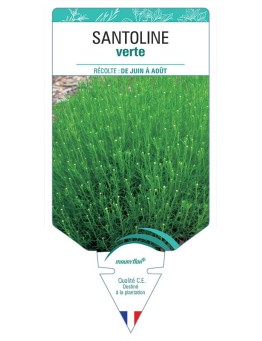 SANTOLINE VERTE