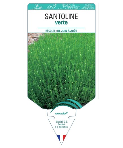 SANTOLINE VERTE