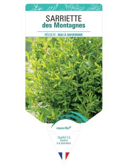 SARRIETTE DES MONTAGNES