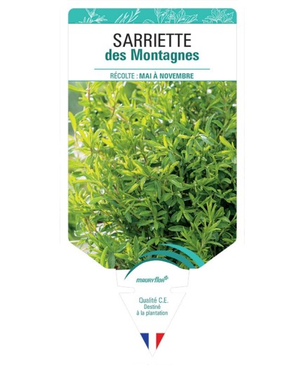 SARRIETTE DES MONTAGNES