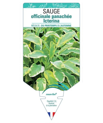 SAUGE OFFICINALE PANACHÉE ICTERINA