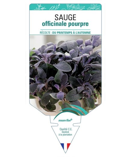 SAUGE OFFICINALE POURPRE