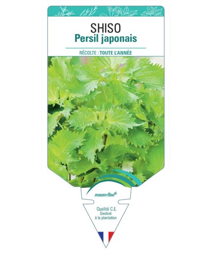 SHISO PERSIL JAPONAIS