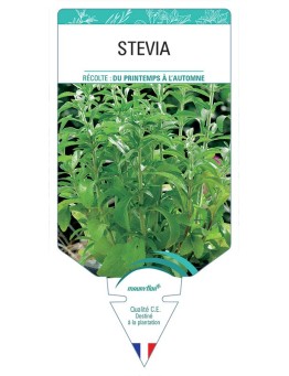 STEVIA
