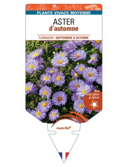 ASTER D'AUTOMNE (nain dumosus bleu violet) *