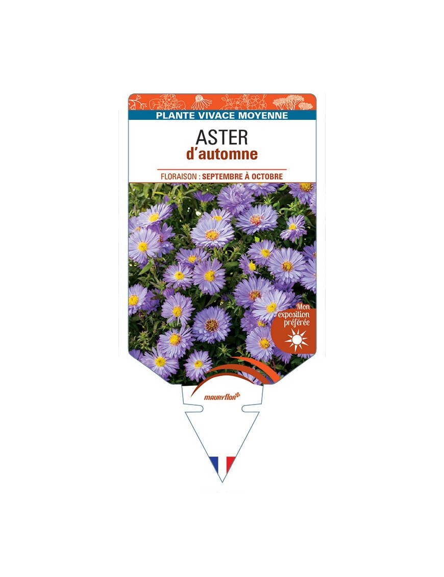 ASTER D'AUTOMNE (nain dumosus bleu violet) *