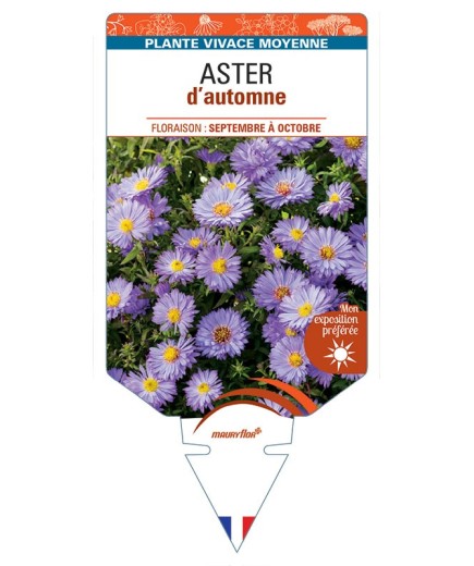 ASTER D'AUTOMNE (nain dumosus bleu violet) *