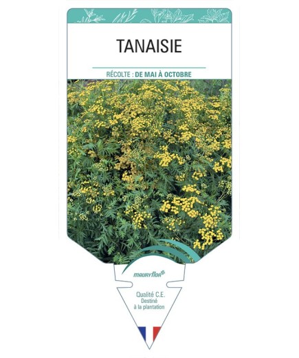 TANAISIE
