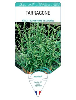 TARRAGONE