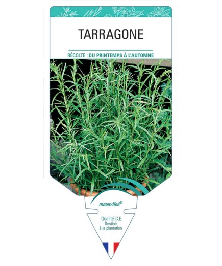 TARRAGONE