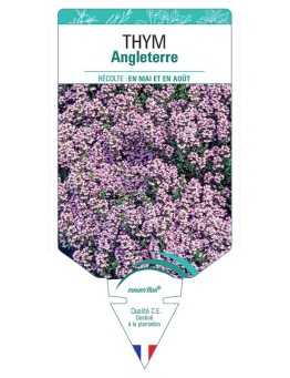 THYM ANGLETERRE