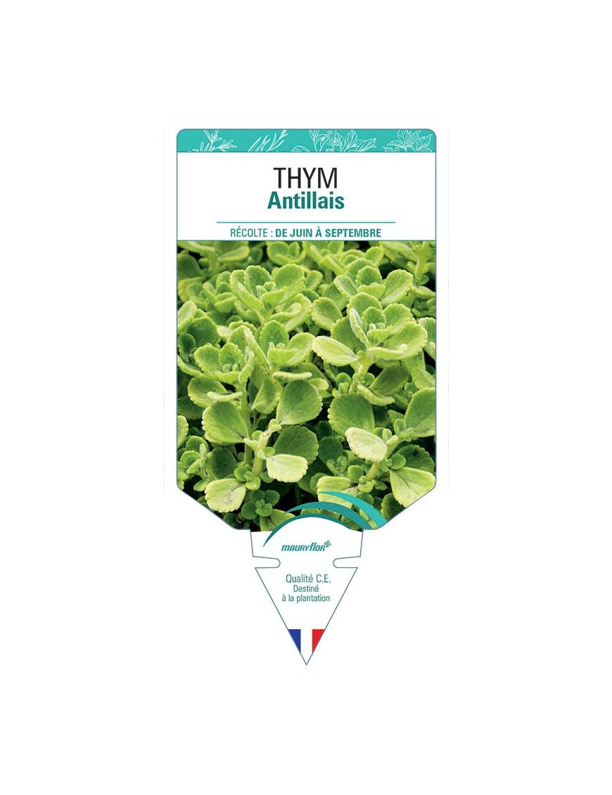 THYM ANTILLAIS