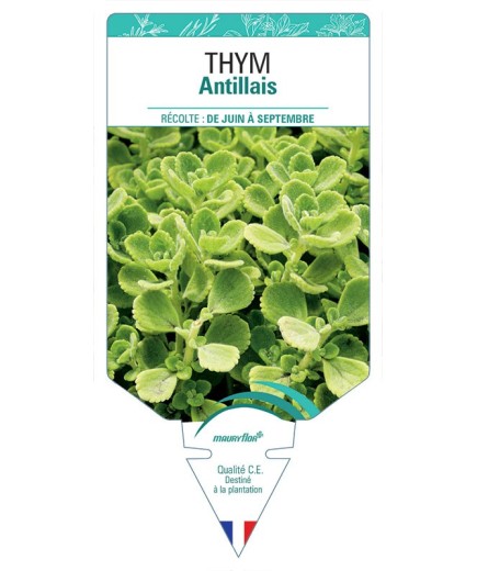THYM ANTILLAIS