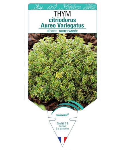 THYM CITRIODORUS AUREO VARIEGATUS