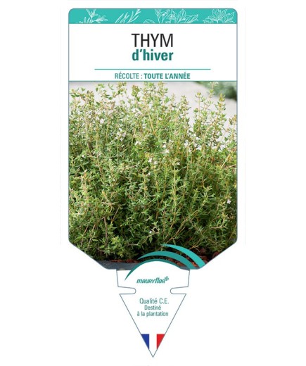 THYM D'HIVER