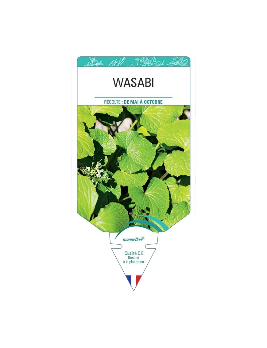 WASABI