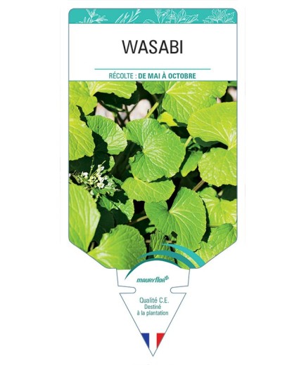 WASABI