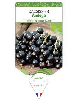 CASSISSIER ANDEGA