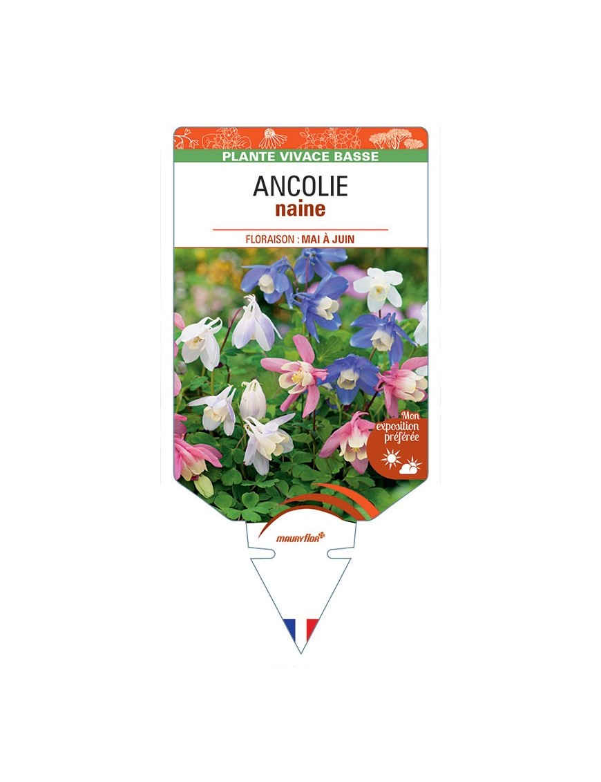 ANCOLIE NAINE (varié)