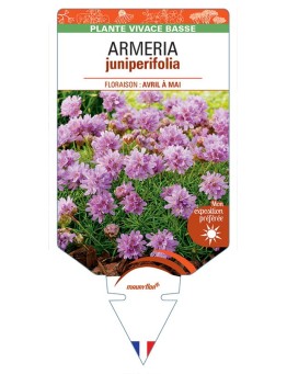 ARMERIA juniperifolia *