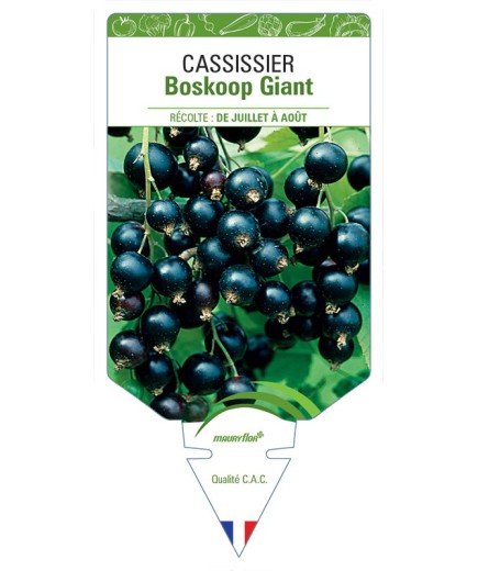 CASSISSIER BOSKOOP GIANT