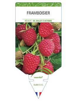 FRAMBOISIER