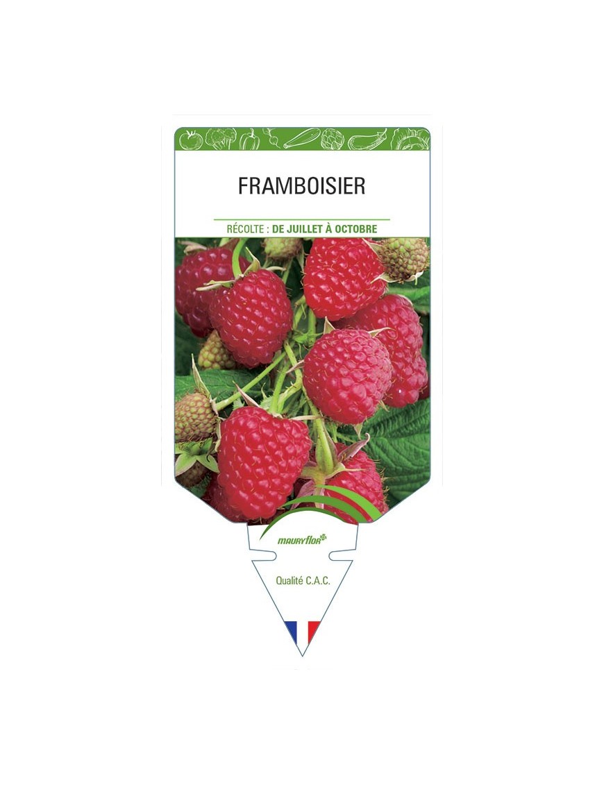 FRAMBOISIER